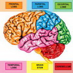 مغز و ساختار مخ