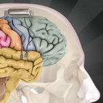 کشف یک مکانیزم مغزی برای بهبود حواس‌پرتی