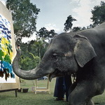 فیل‌هایی که نقاش حرفه‌ای شدند