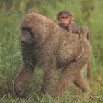 ریشه الگوریتم های شمارش در میمون ها