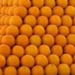 معمای ریاضی: پرتقال فروش ریاضیدان!