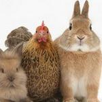 معمای ریاضی: خرگوش ها و مرغ ها!